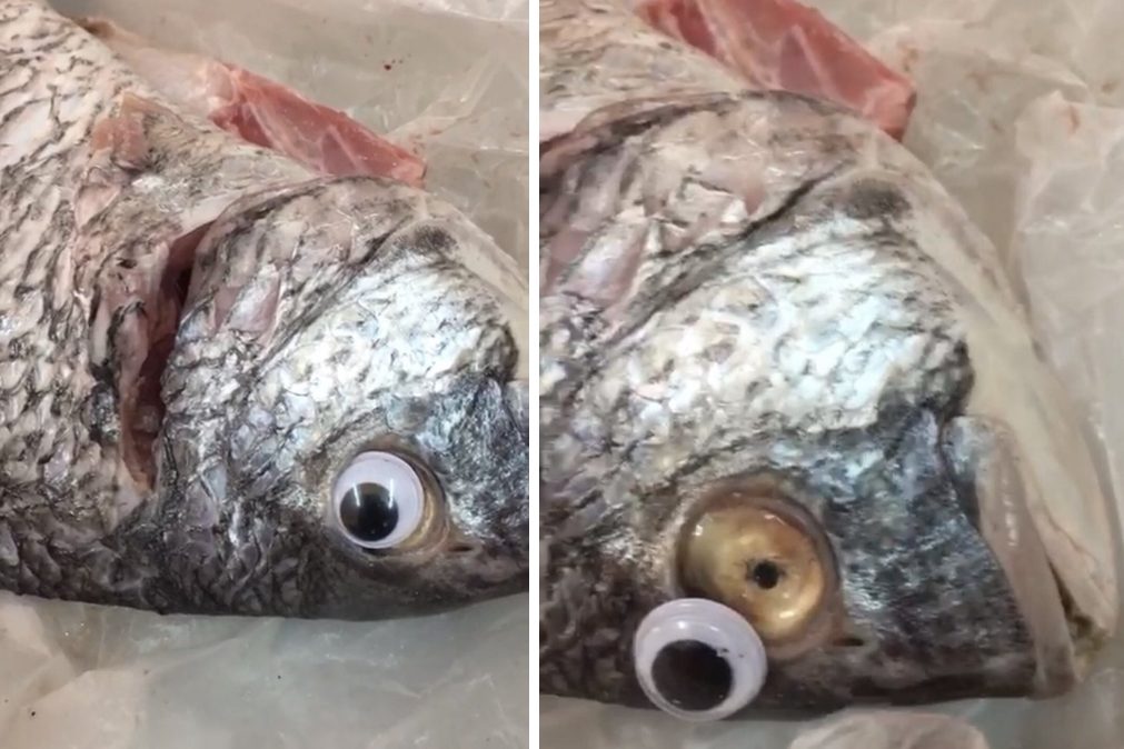 Para o peixe parecer fresco há peixarias que usam este truque