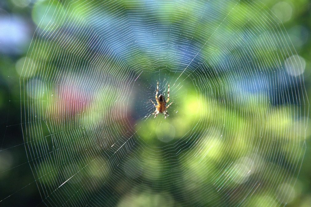 Aprenda o truque que acaba com as aranhas em casa