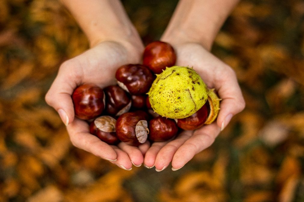 Chegou a época das castanhas. Conheça os benefícios e as calorias ingeridas