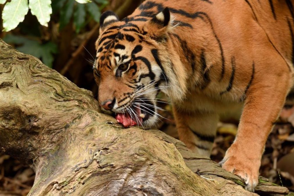 Cinco tigres foram encontrados dentro de um congelador