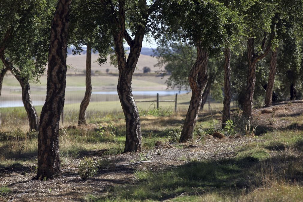 Agricultores defendem a criação de um estatuto da agricultura familiar