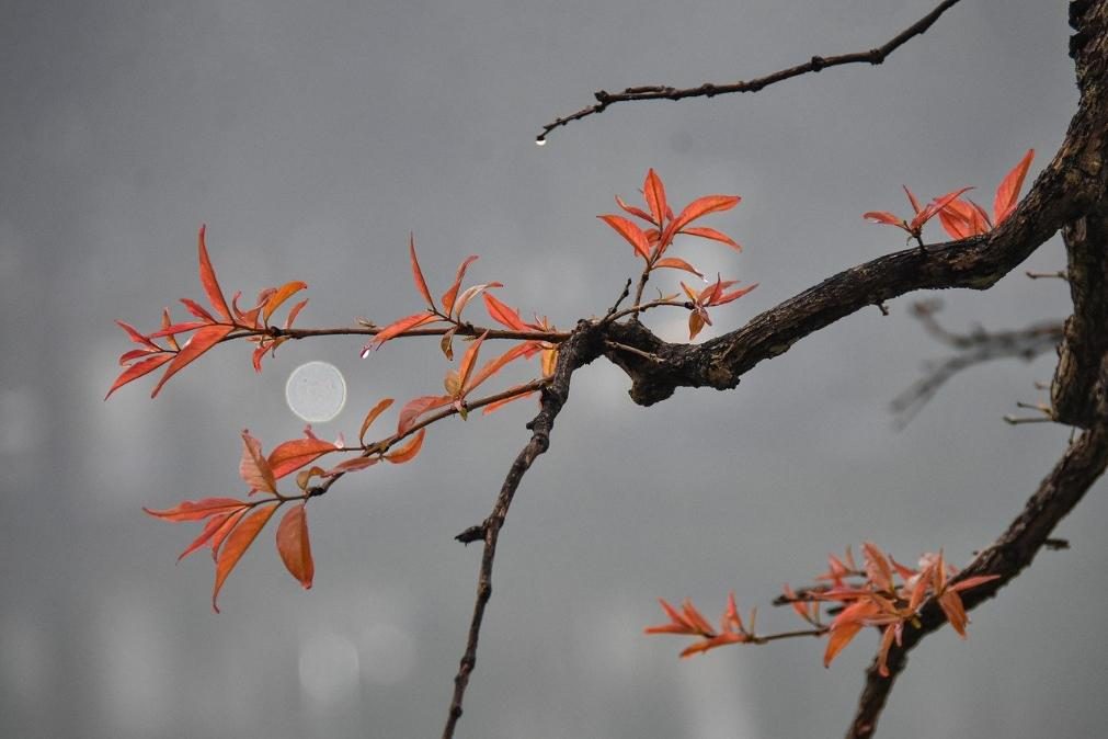 Meteorologia: Previsão do tempo para terça-feira, 17 de março