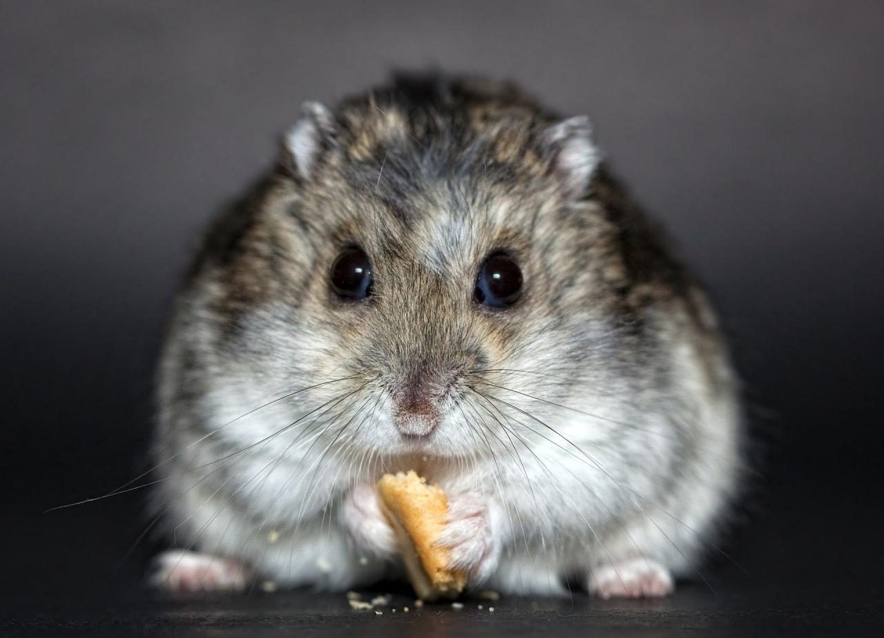 Estudo com hamsters comprova eficácia do uso de máscaras