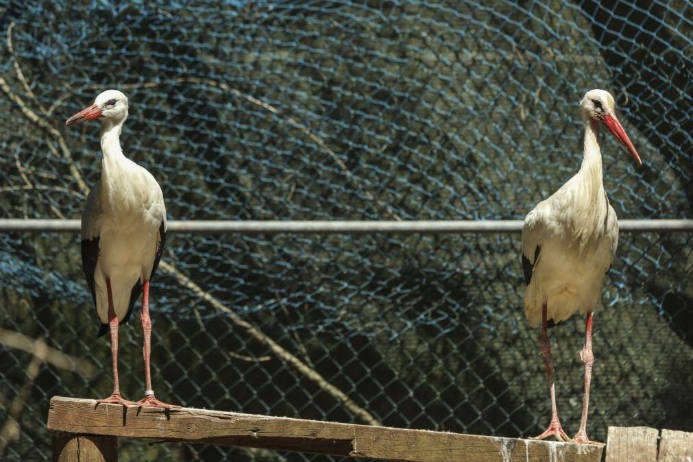 Covid-19: Centros da Quercus receberam 437 animais feridos durante o confinamento