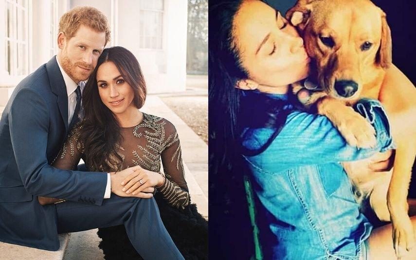 Meghan Markle Deixa cão no Canadá por este não gostar de Harry