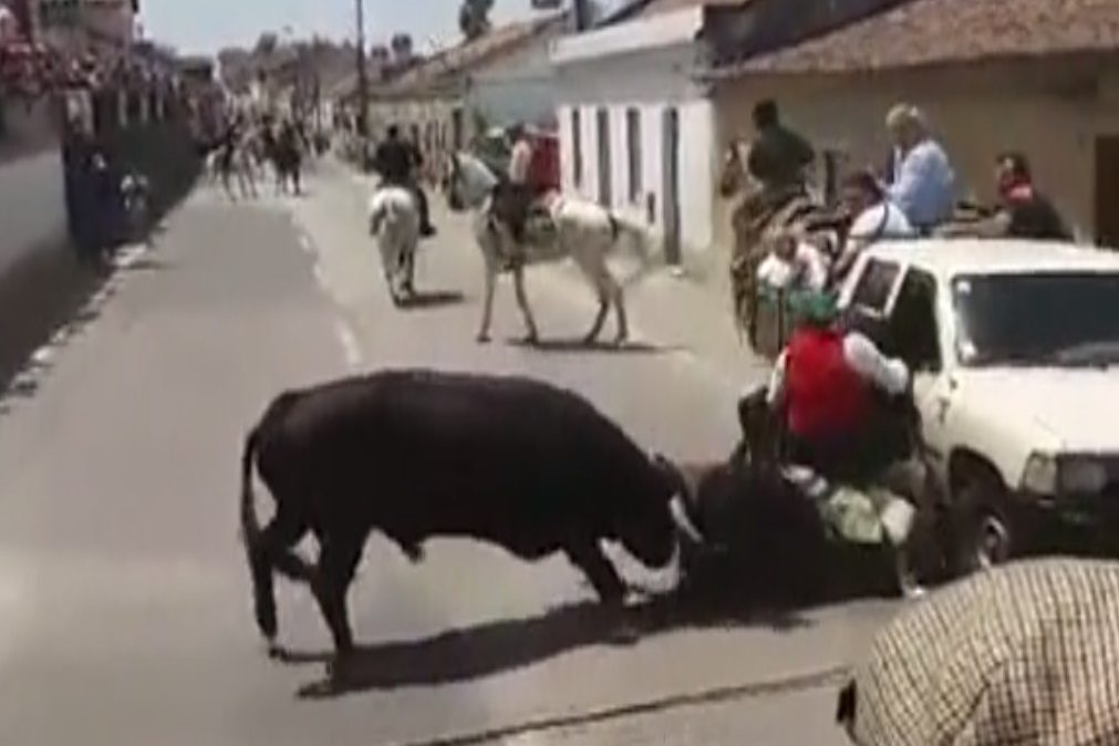 Touro gera o pânico em largada na Chamusca (Vídeo)