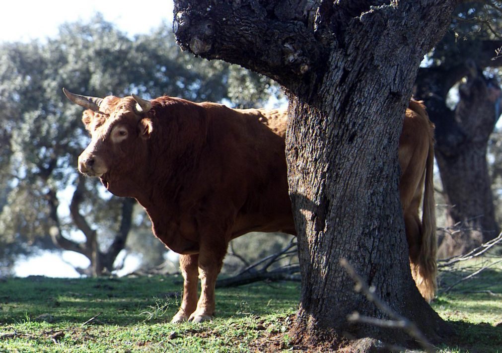 CAP preocupada com falta de água e pasto para os animais devido à seca