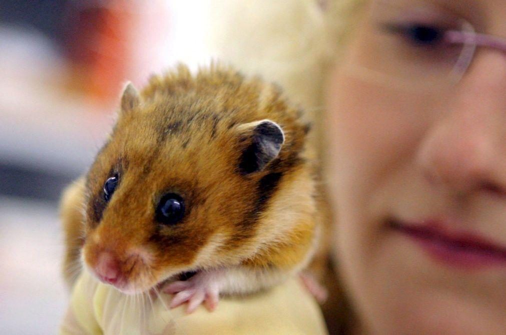 Cerca de 2 mil hamsters abatidos por estarem infetados com covid-19