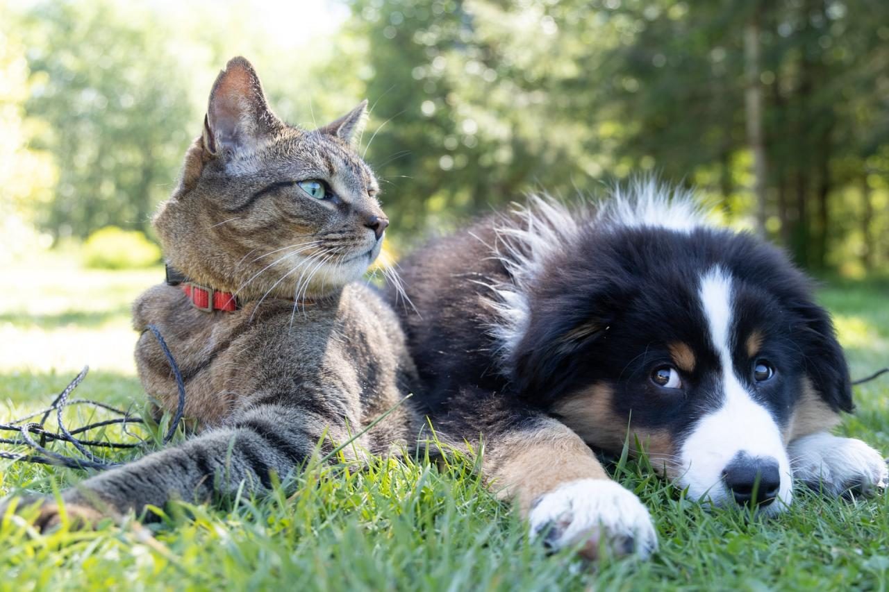 Saiba como aliar a decoração da casa e a segurança do seu animal de estimação