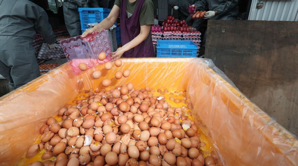 Coreia do Sul deteta ovos contaminados em mais 23 explorações avícolas