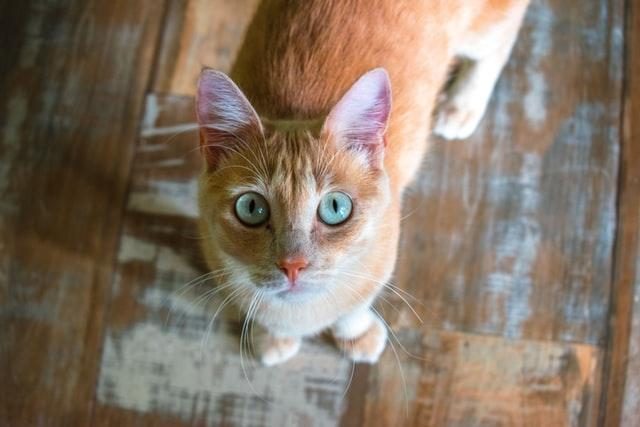 Gatos são capazes de reconhecer o seu nome e também o dos donos