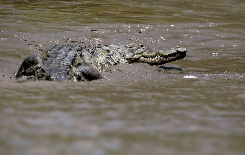 Em 2016, animais selvagens mataram 95 pessoas em Moçambique